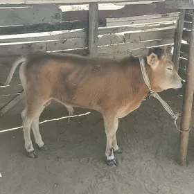 öküz