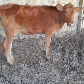 SIMENTAL TUWE ARGINAL