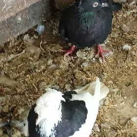 kepderi