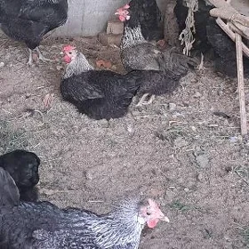 Towuk.Товук