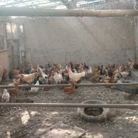 tovuklar