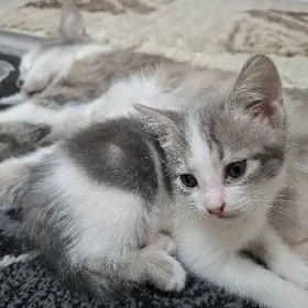 pisik в добрые руки котёнок