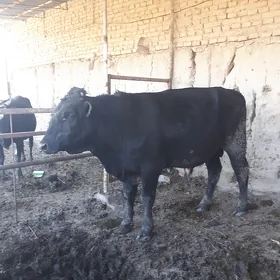 ökùz