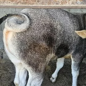 Ökiz