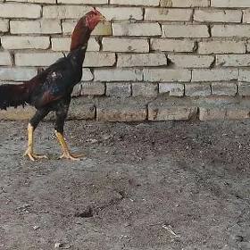horoz