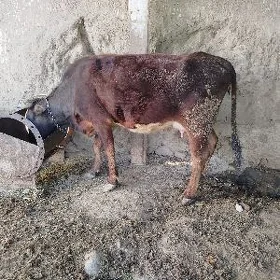 sygyr goleli