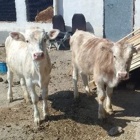 okuz tuwe
