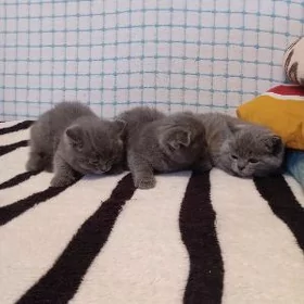 Продаю котят породистые