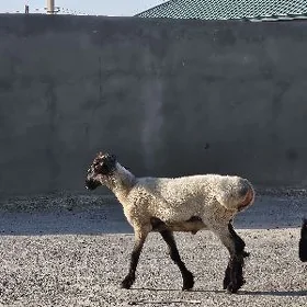 Işşek