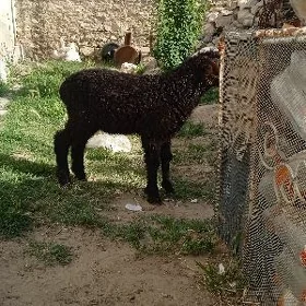 goýun guzy