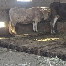 göleli sygyr