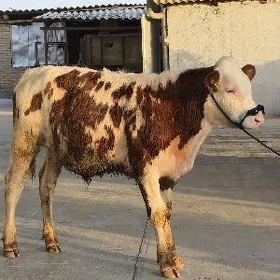 Arassa Simental Öküzçe