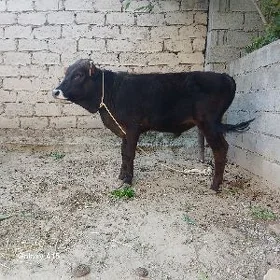 Okuz okuzce