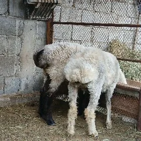 işşek