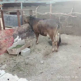 boğaz sygyr sagylyar