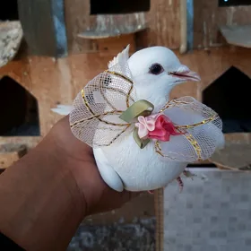 Satlyk kepderi