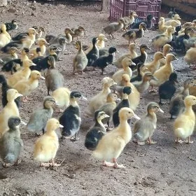 ýaşylbaş ördek jüýje