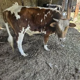 öküz