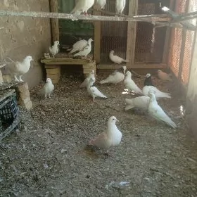 kepderi
