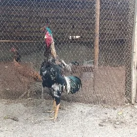 хораз