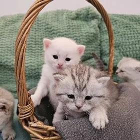 Шотландские шиншиллы
