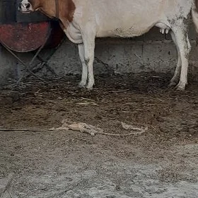 sagylýan gysyr sygyr
