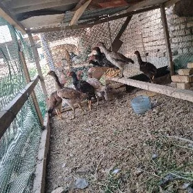 boysow dine abmen