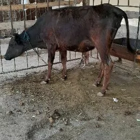 agyr bogaz tüwe