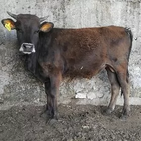 OKUZ TUWE