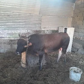 Öküz
