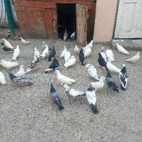 kepderi