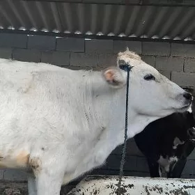 tüwe
