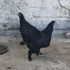 Brama mıtıs
