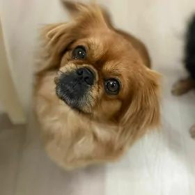 pekines