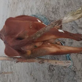 Sygyr