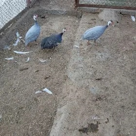 Käkilik