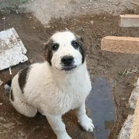 Alabaỳ güjük Türkmenabat.ş