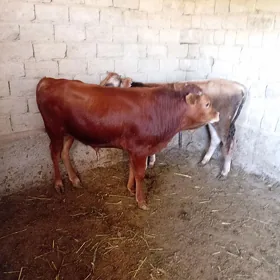 2 sany okuz