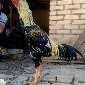 horaz