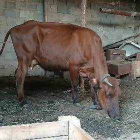 gysyr sygyr