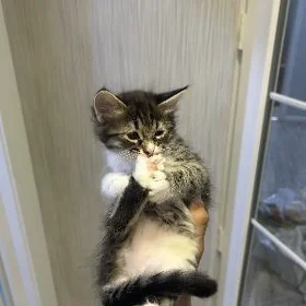 кошки
