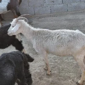 geci