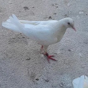 Kepderi