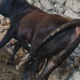 Ökiz