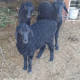 toklylar