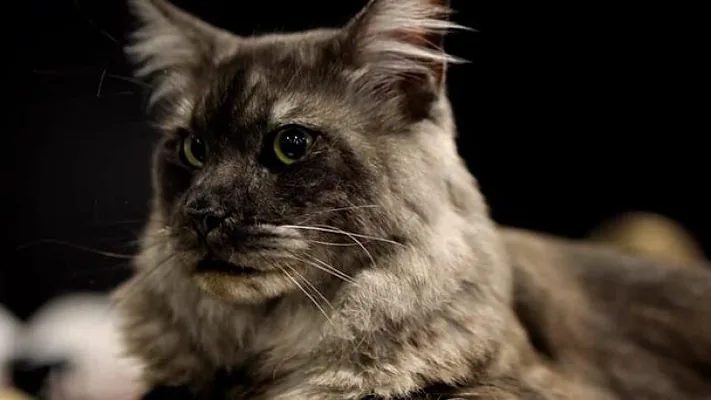 В Софии прошла международная выставка кошек Cat Show Expo