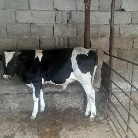 galişdeyin gole