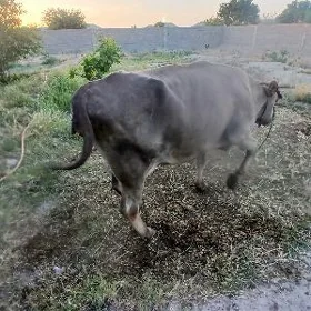 Goleli sygyr
