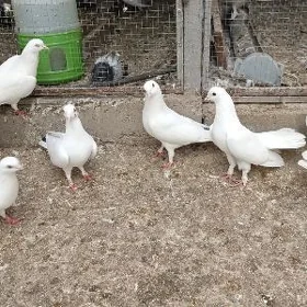kepderi