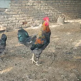horaz
